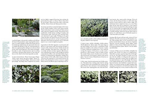 Stunning Groundcovers for Dry Gardens, Terraces, and More