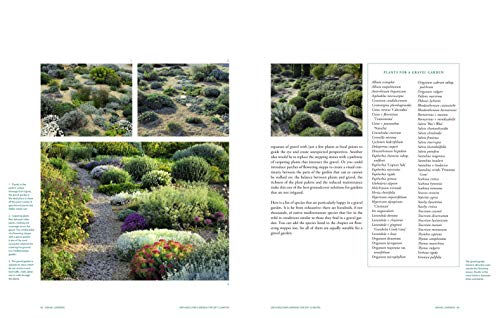 Stunning Groundcovers for Dry Gardens, Terraces, and More