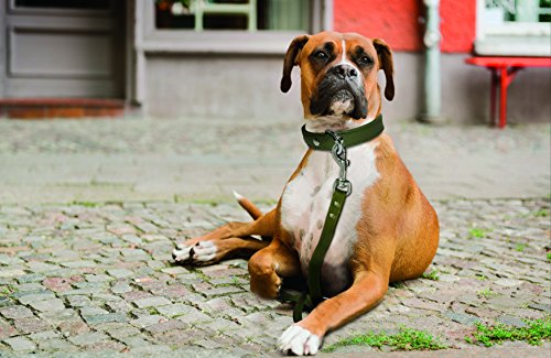 VIP Leather Dog Leash | Elegant & Durable