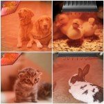 Winter Chicken Coop Heat Lamp, 250W & 175W