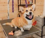 Dog Grooming Loops and Supplies - Purple Set