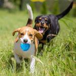 Unbreakable Squeaker Dog Ball for Playtime Fun