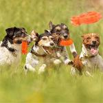 Indestructible Rubber Chew Toy for Dogs