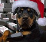 Indestructibone Tough Dog Chew Toy Set