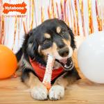 Limited Edition Nylabone Birthday Chew Toy for Dogs