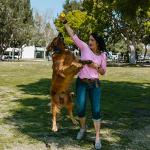 16-Pack EVA Foam Dog Balls for Aggressive Chewers