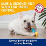 ARM & HAMMER Nubbies TriBone Dog Chew Toy