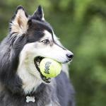 Kong Med Tennis Balls for Cats and Dogs