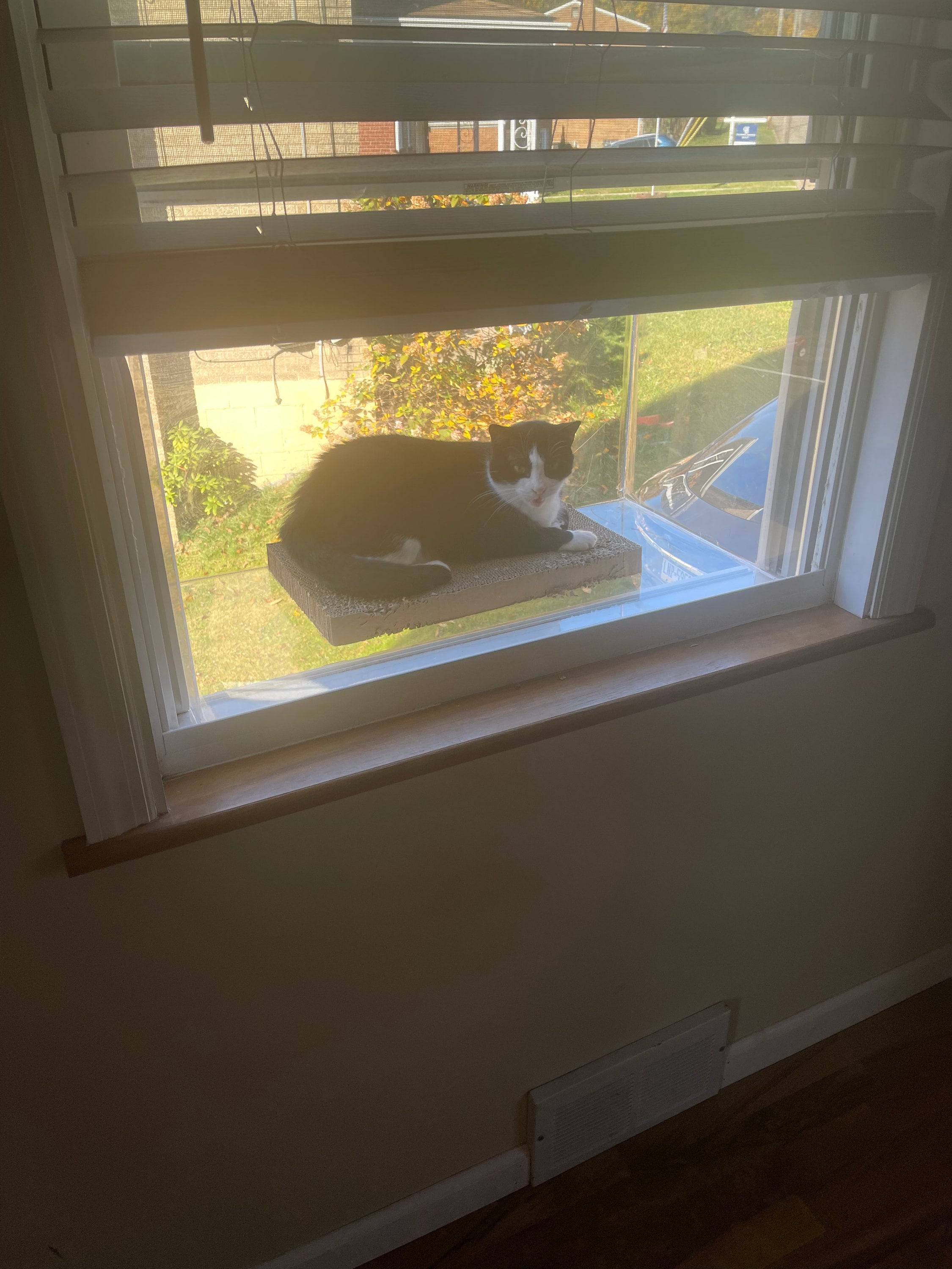 Window Catio - Custom Fit (24"-36")