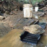 Eureka Gold Panning Paydirt with Nuggets & Flakes