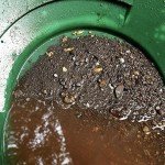 Eureka Gold Panning Paydirt with Nuggets & Flakes