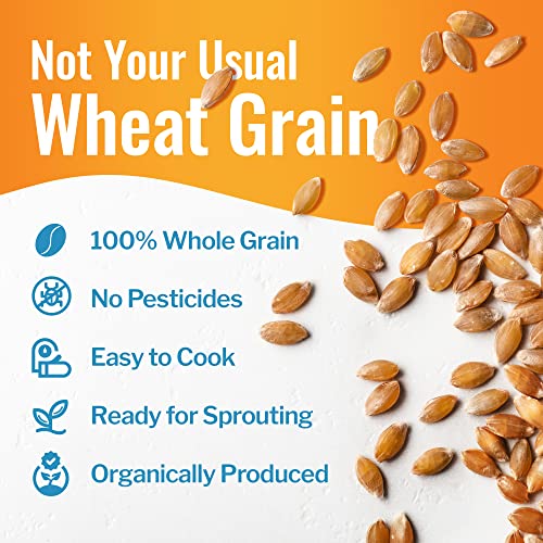 Ancient Grains Combo: Organic Einkorn & Farro, 5 lbs
