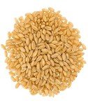 Soft White Wheat Berries - 5 lbs Non-GMO