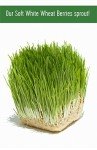 Soft White Wheat Berries - 5 lbs Non-GMO