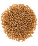 Hard Red Winter Wheat Berries - 5 lbs Non-GMO