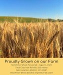 Hard Red Winter Wheat Berries - 5 lbs Non-GMO