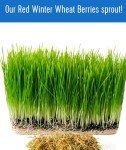Hard Red Winter Wheat Berries - 5 lbs Non-GMO