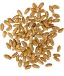 Soft White Wheat Berries - 5 lbs Non-GMO