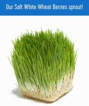 Soft White Wheat Berries - 5 lbs Non-GMO