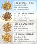 Soft White Wheat Berries - 5 lbs Non-GMO