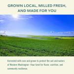 Organic High Protein Wheat Flour for Breads - 5 lbs