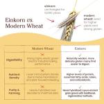 Organic Einkorn Flour for Bread and Pizza - 2 lb Pack