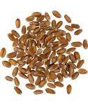 Hard Red Winter Wheat Berries - 5 lbs Non-GMO