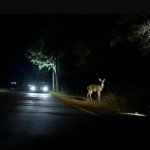 Headlight Restoration Kit for Clear, Bright Lights