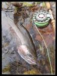Irideus Salmon Legacy Custom Trout Nymph