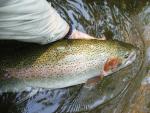 Irideus Camo Blueberry Wooly Bugger Flies