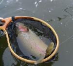 Black Rainbow Zebra Midge Tungsten Nymphs for Trout