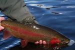 Black Rainbow Zebra Midge Tungsten Nymphs for Trout