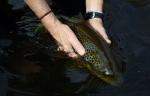 Black Rainbow Zebra Midge Tungsten Nymphs for Trout