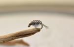 Gray Scuds Nymph Fishing Flies with Mustad Hooks