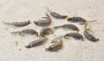 Gray Scuds Nymph Fishing Flies with Mustad Hooks