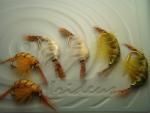 Irideus Czech Nymph Scud Ghost Shrimp Pattern