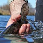 Zebra Midge Tungsten Nymphs for Trout Fishing