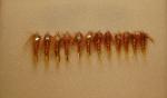 12 Brown Flashback Stonefly Nymphs Size 10-14