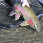 Sparkle Wing Olive BWO Trout Fishing Flies #20