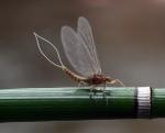 UV Gray Nymph Emergers for Trout Fishing