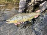Premium Mercury Brown Nymphs for Trout Fishing
