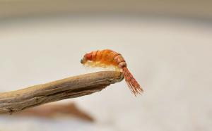 12 Orange Scuds Nymph Fishing Flies with Hooks