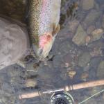 Irideus Easy Boy Copper Head Steelhead Nymph