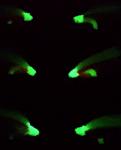 Glow-in-the-Dark Flies for Trout Fishing - 6 Colors