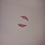 12 Pack of Pink Scud Nymphs Size 14