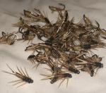 Perla Stonefly Nymphs Tan Size #12 (12 Pack)