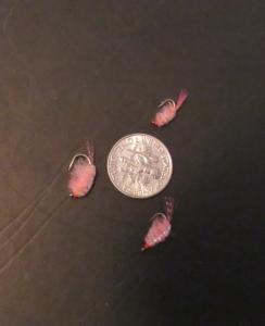 12 Scud Pink Nymphs Size 12 for Trout Fishing
