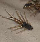 Perla Stonefly Nymphs Tan Size #12 (12 Pack)