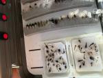 165 Tricos Dry Fly and Nymph Set for Trout