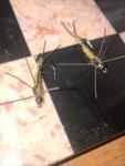 Golden Stonefly Nymphs - 2 Pack